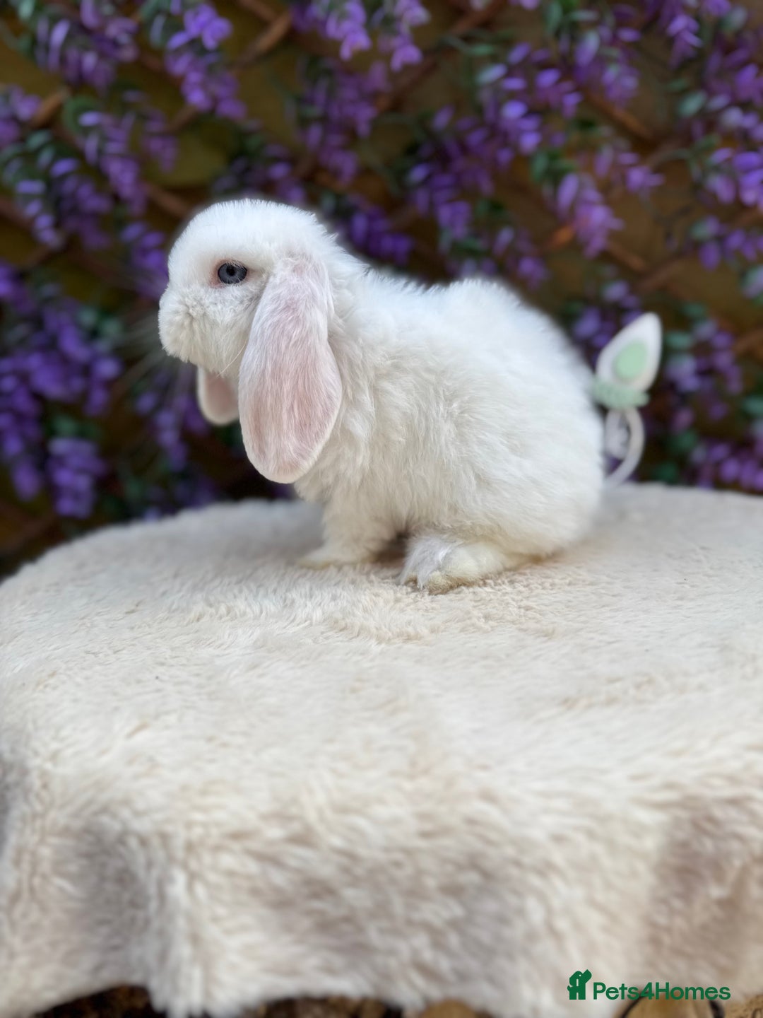 Mini Lop rabbits for sale: Mini lop sibling pair  - Image 4