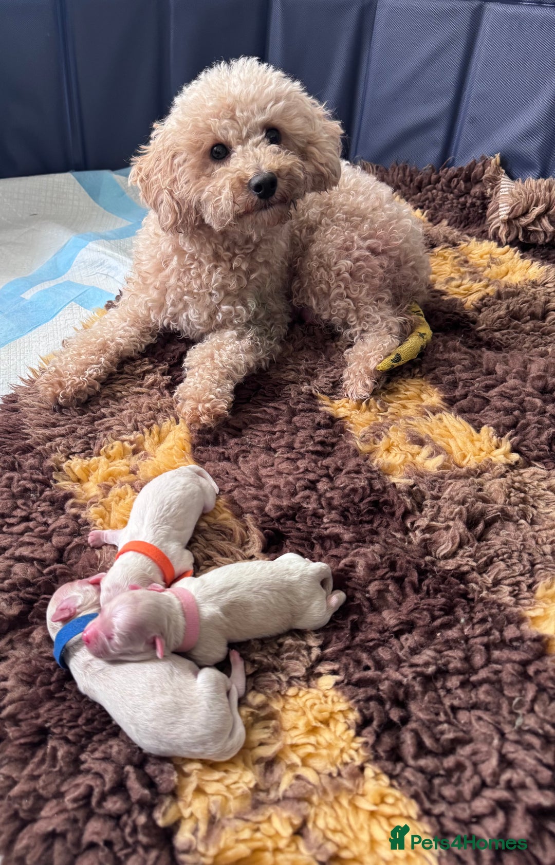 Maltipoo dogs for sale: 🐾 Maltipoo Puppies  Raised with Love DNA Clear 🐾 - Image 2