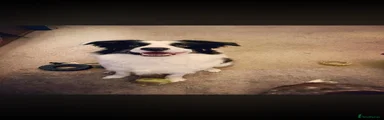 Border Collie, Spud