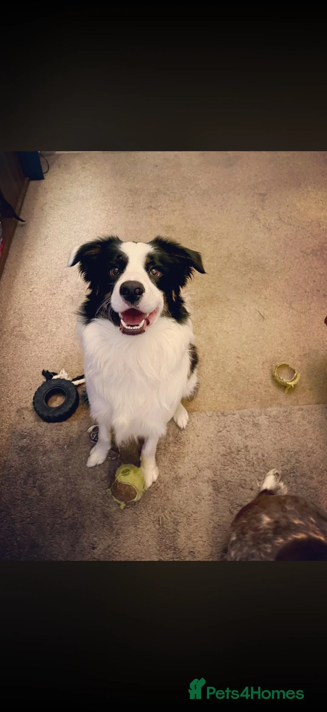 Border Collie dogs for sale: Spud! in Milton Keynes - Advert 2