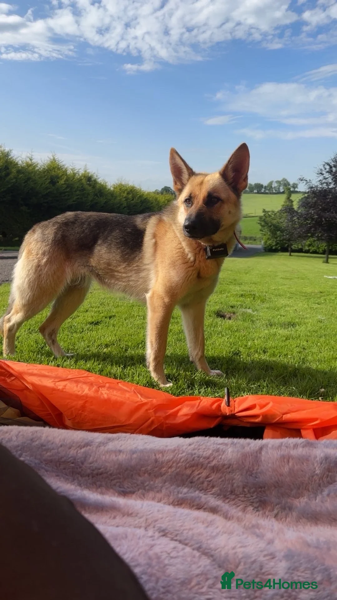 German Shepherd dogs for sale: German shepherd pups  in Omagh - Advert 2