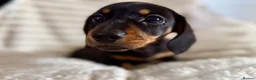 Miniature Dachshund dogs for sale: Miniature dachshund puppies  - Advert 19