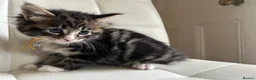 Maine Coon cats for sale: Fluffy picture perfect Maine Coon kittens in Tarporley - Advert 21