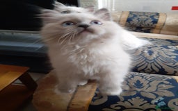 Ragdoll cats for sale: Original purebred Ragdoll kittens.Girl and boy. - Image 4