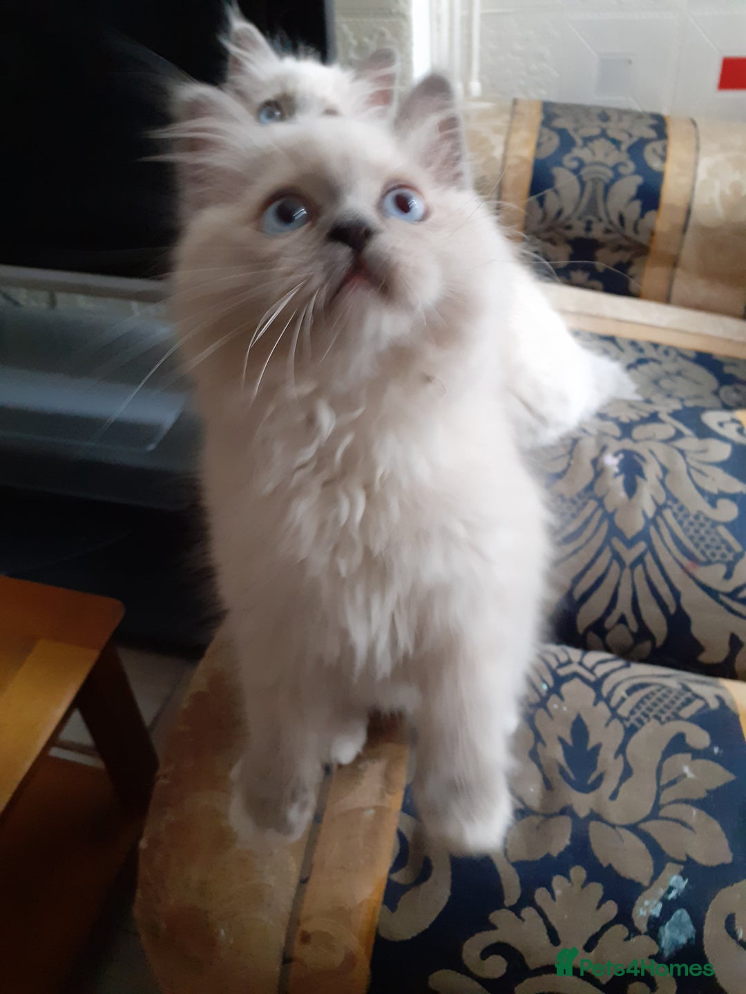 Ragdoll cats for sale: Original purebred Ragdoll kittens.Girl and boy. - Image 4
