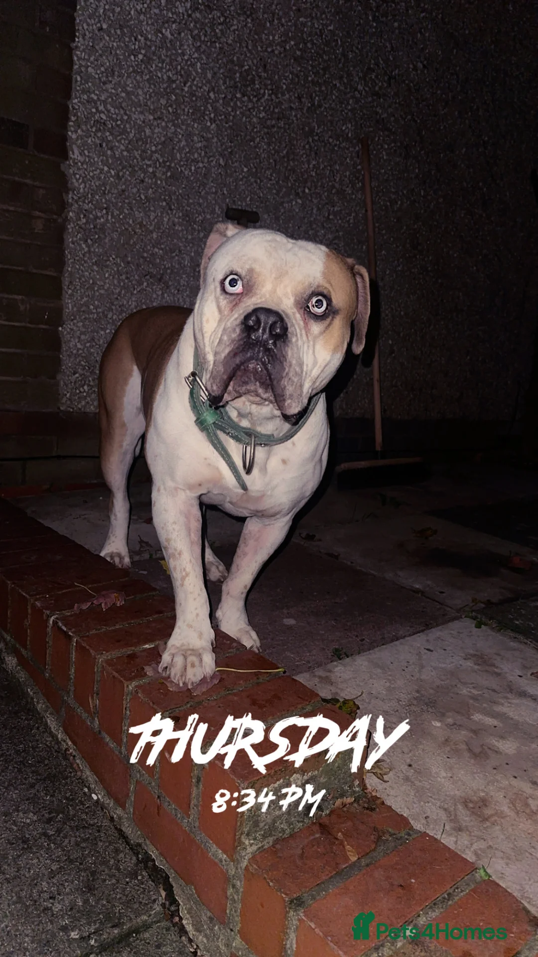 Mixed Breed dogs for sale: Pablo - Advert 11