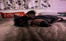 Mixed Breed dogs for sale: french bull dog x carin terrier girls x - Image 7