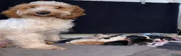 Cockapoo dogs for sale: Beautiful F2 Cockapoo Puppies | 2 Boys & 1 Girl - Advert 22