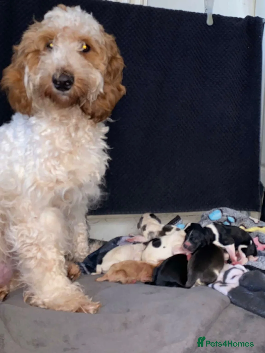 Cockapoo dogs for sale: Beautiful F2 Cockapoo Puppies | 2 Boys & 1 Girl - Advert 22