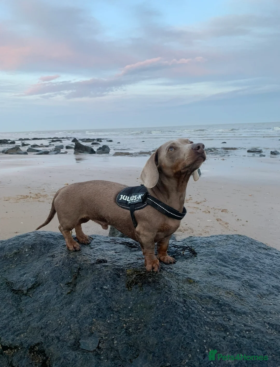 Miniature Dachshund dogs for stud: KC Reg Isabella & tan carrying long hair / pied in Welwyn - Advert 19