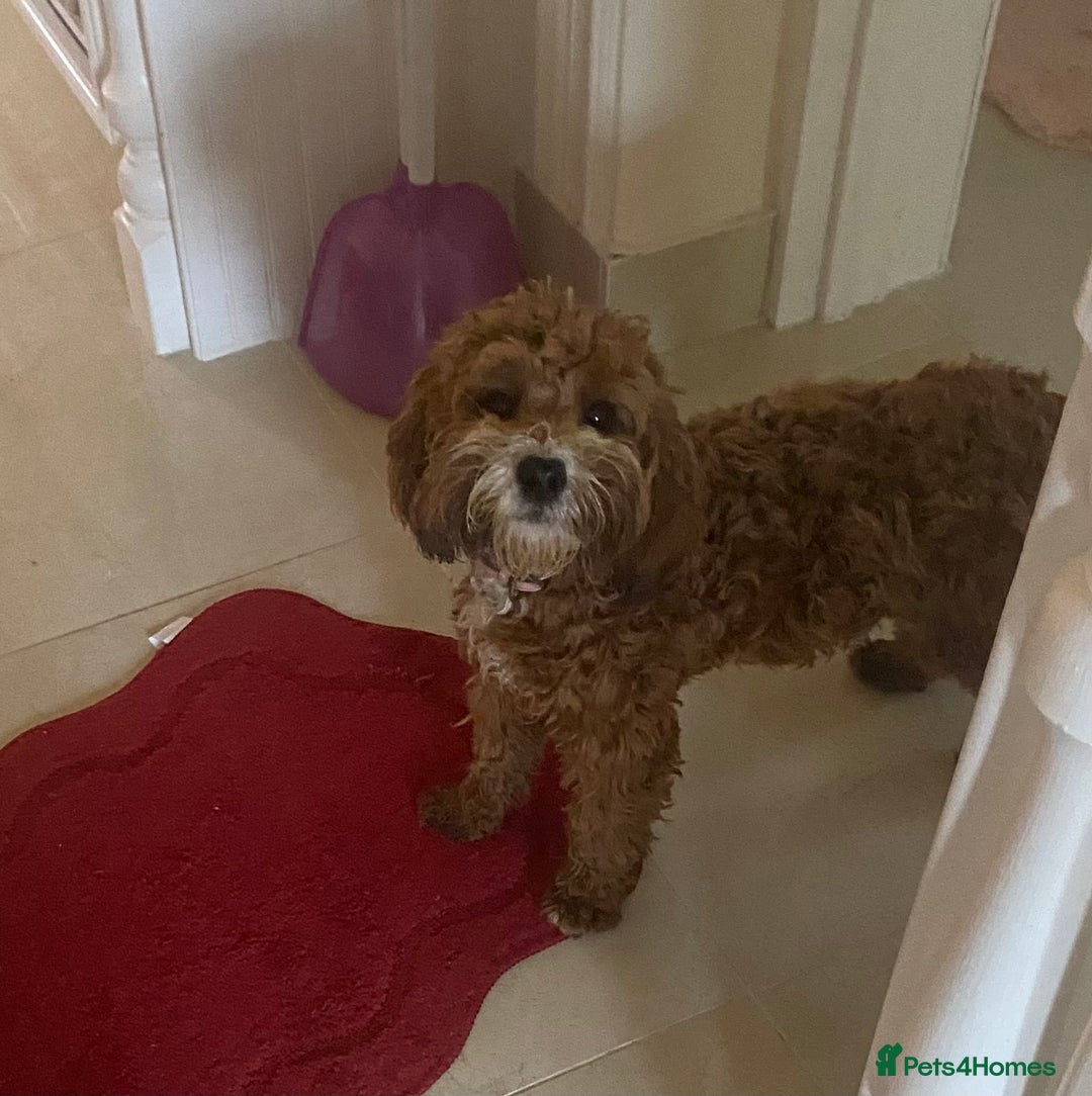 Cavapoo dogs for sale: F1 fox red cava poo girl available now  - Advert 4