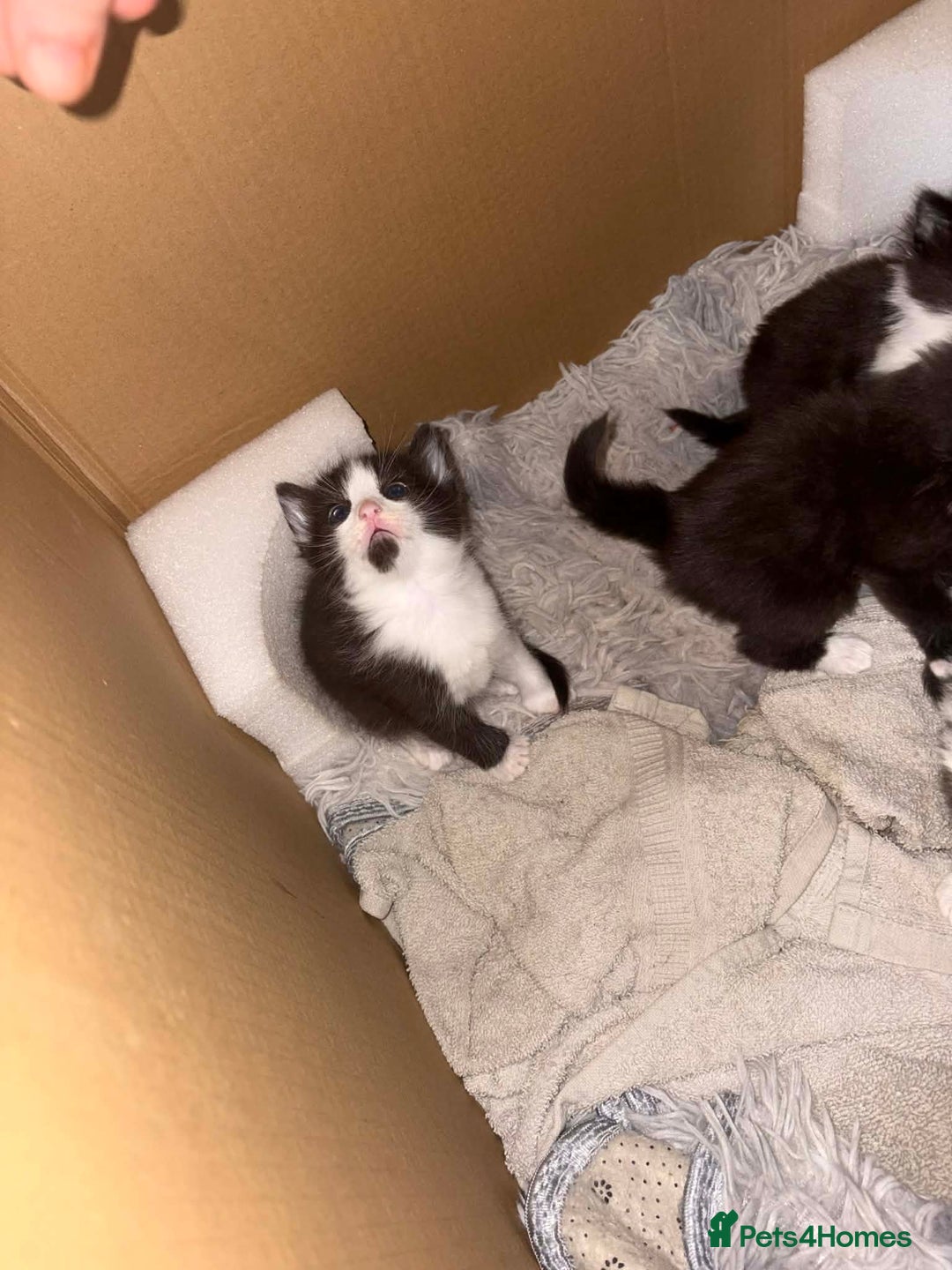 Mixed Breed cats for sale: Half ragdoll - Advert 5