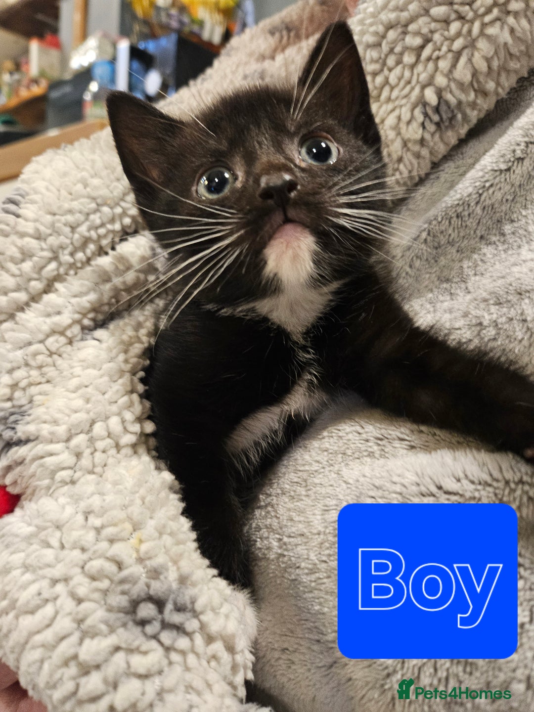 Mixed Breed cats for sale: 7 adorable black & white kittens  - Advert 5