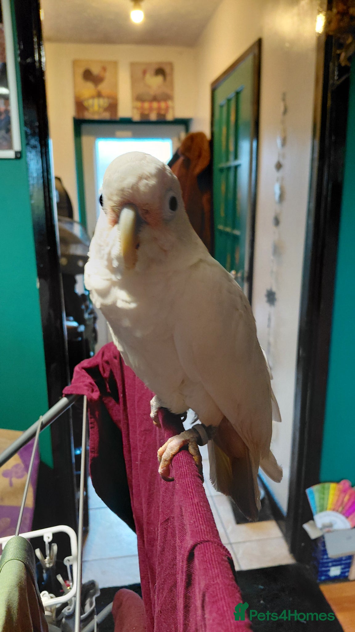 Cockatoo birds LOOKING FOR EXPERIENCED HOME FOR GOFFINS COCKATOO - Advert 4