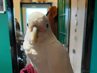 Cockatoo birds LOOKING FOR EXPERIENCED HOME FOR GOFFINS COCKATOO - Advert 4