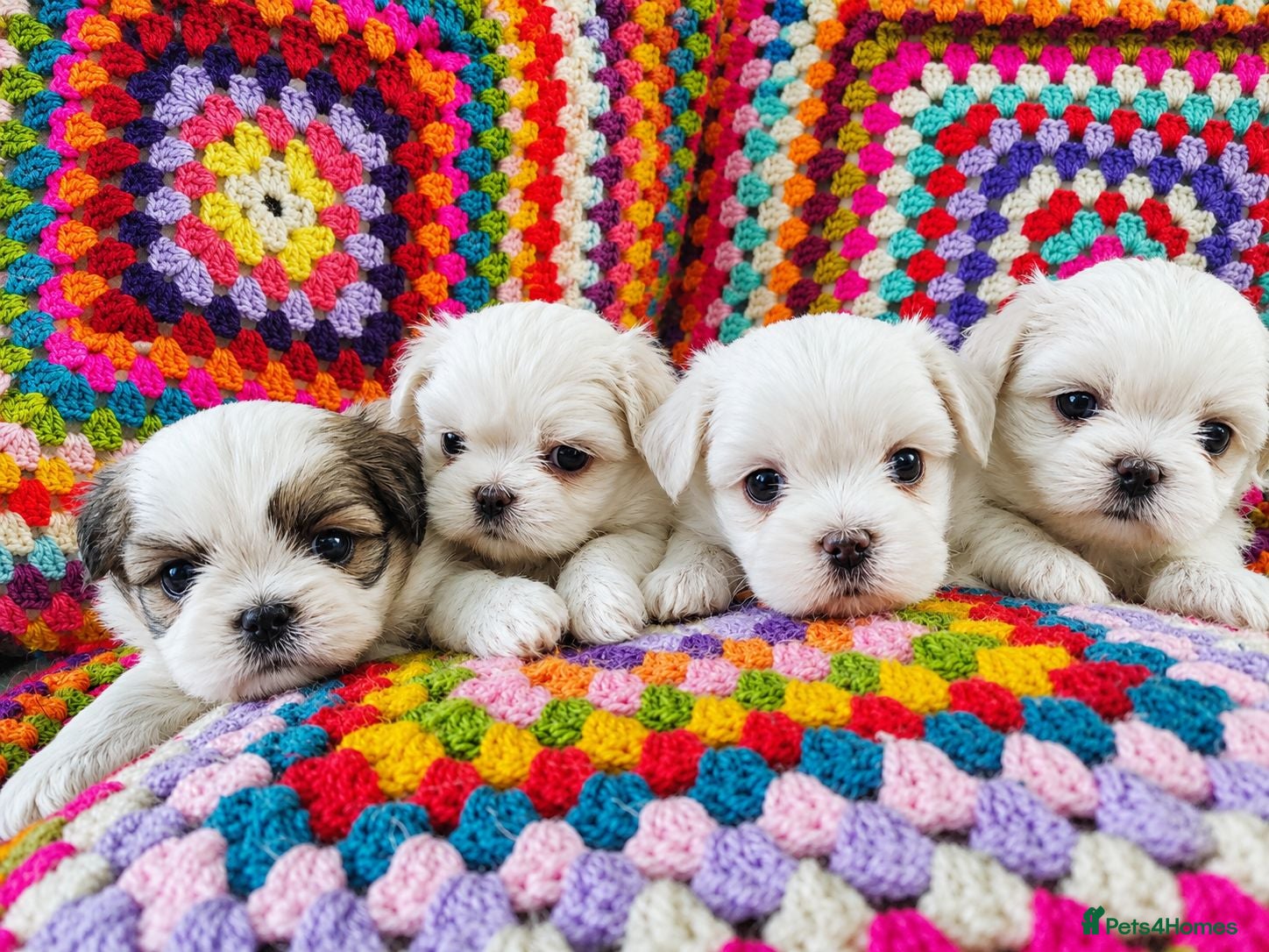 Shih Tzu dogs ❤️🐶Stunning Shih Tzu puppies - Advert 1