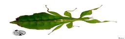 Stick Insects invertebrates for sale: X2 LEAF INSECTS happy to ship :) - Advert 2