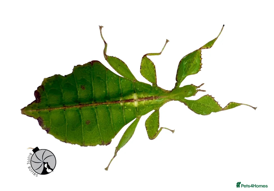 Stick Insects invertebrates for sale: X2 LEAF INSECTS happy to ship :) - Advert 2