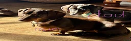 Miniature Dachshund dogs for sale: 4 playful dachshund pups  - Advert 1