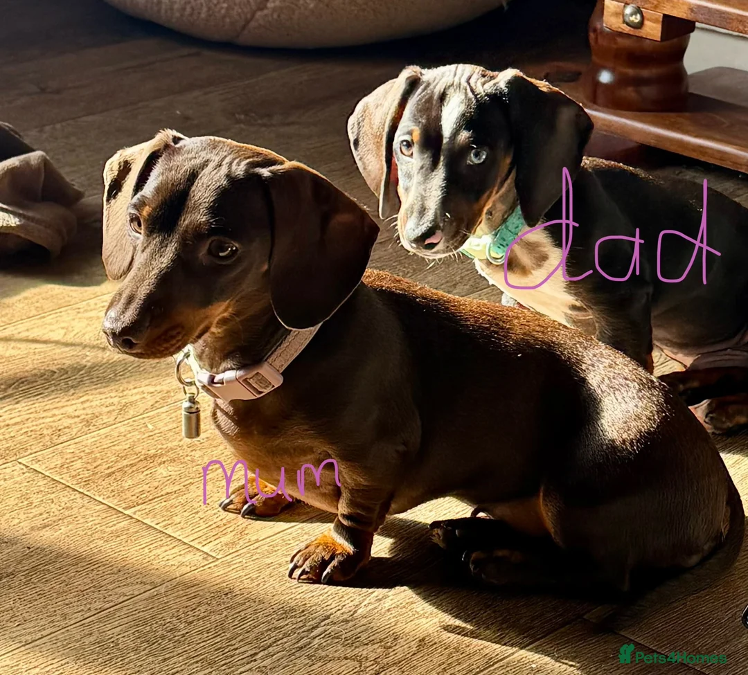 Miniature Dachshund dogs for sale: 4 playful dachshund pups  - Advert 1