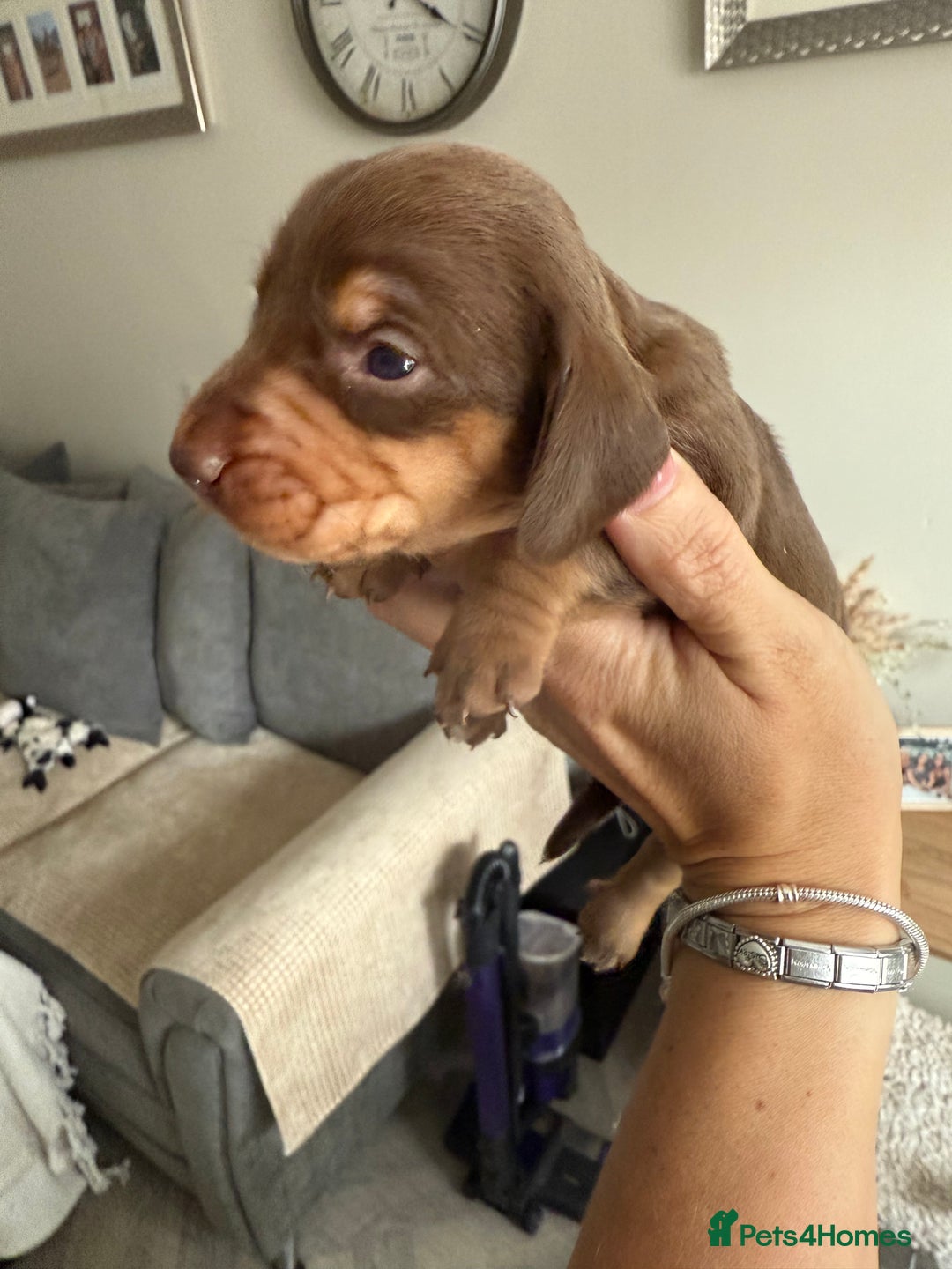 Dachshund dogs for sale: Beautiful litter of dachshund puppy’s  - Image 9