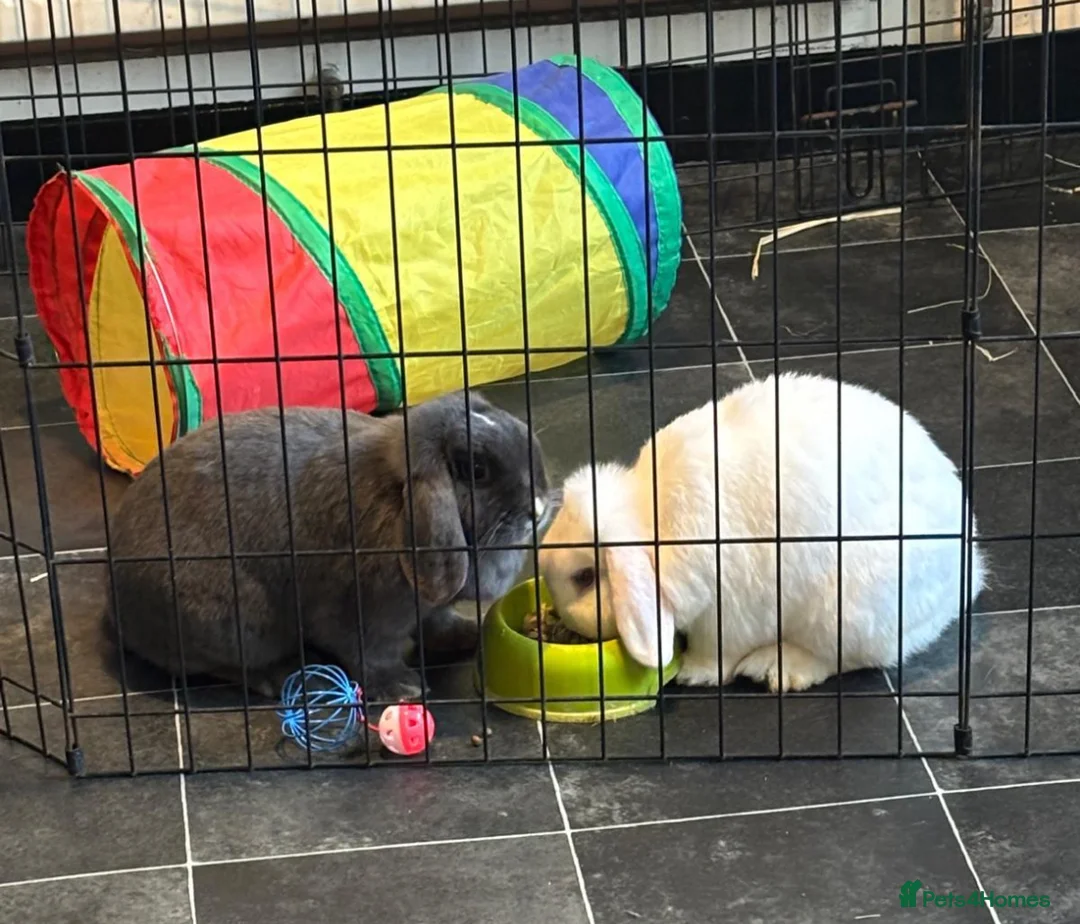 Mini Lop rabbits for sale: Miss Donna Davies - Advert 3