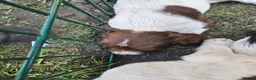 English Springer Spaniel dogs for sale: 2 remaining springer pups - Advert 3