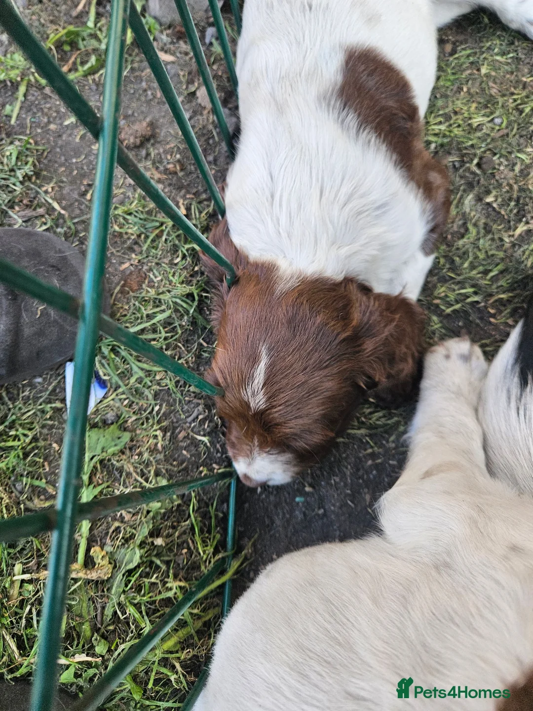 English Springer Spaniel dogs for sale: 2 remaining springer pups - Advert 3