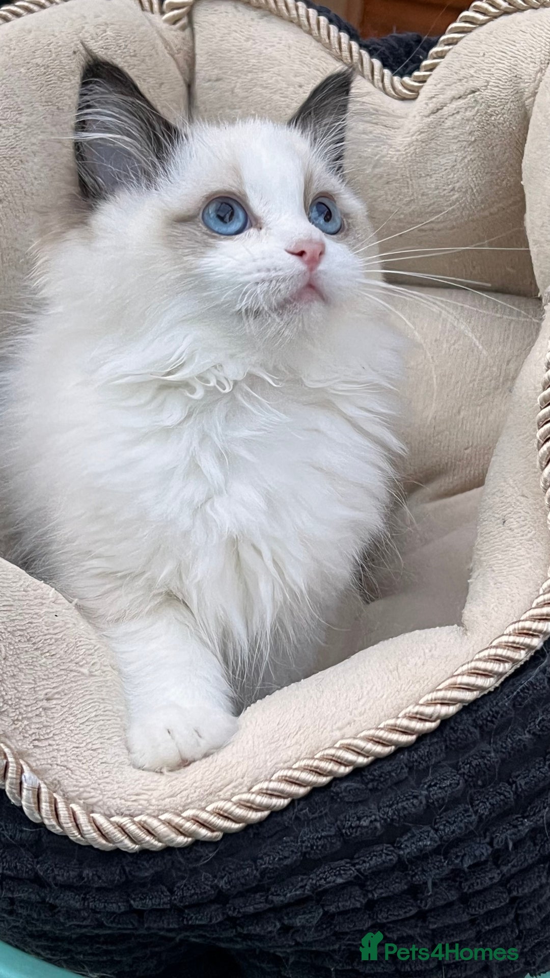 Ragdoll cats for sale: TICA Registered EU famous R bloodline  - Image 6