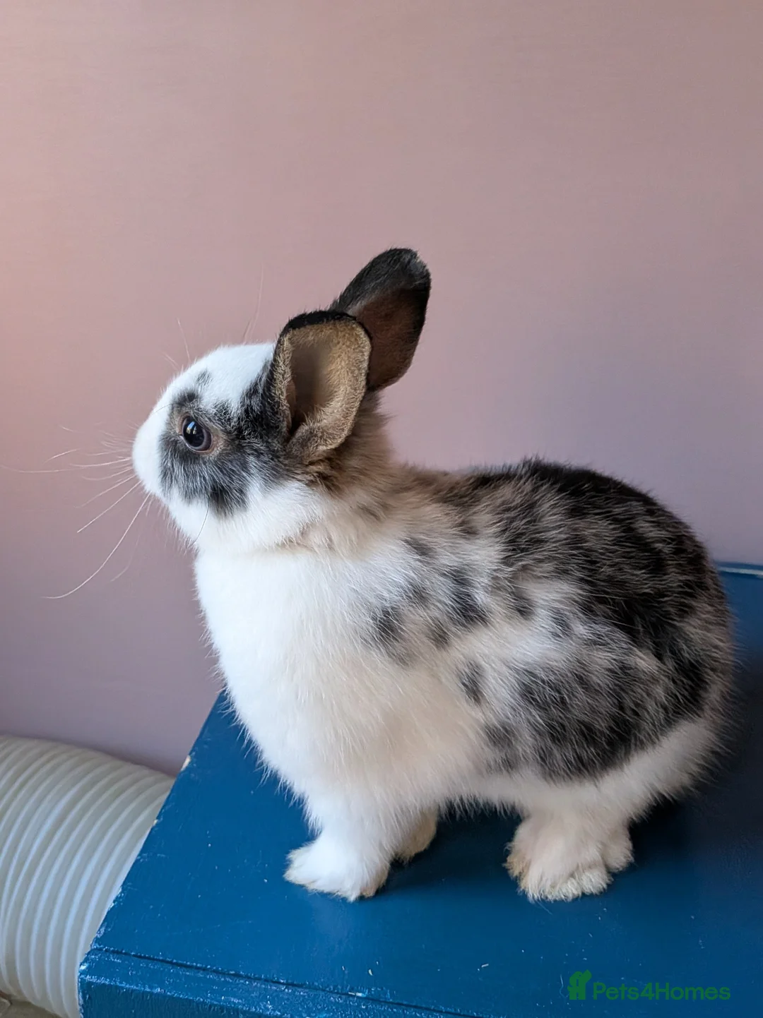 Mixed Breed rabbits for sale: 2 baby bunnies for sale in Huntingdon - Advert 2