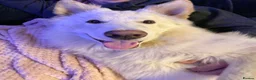 German Shepherd dogs for sale: White German Shepherd ready for rehoming in Selby - Advert 2