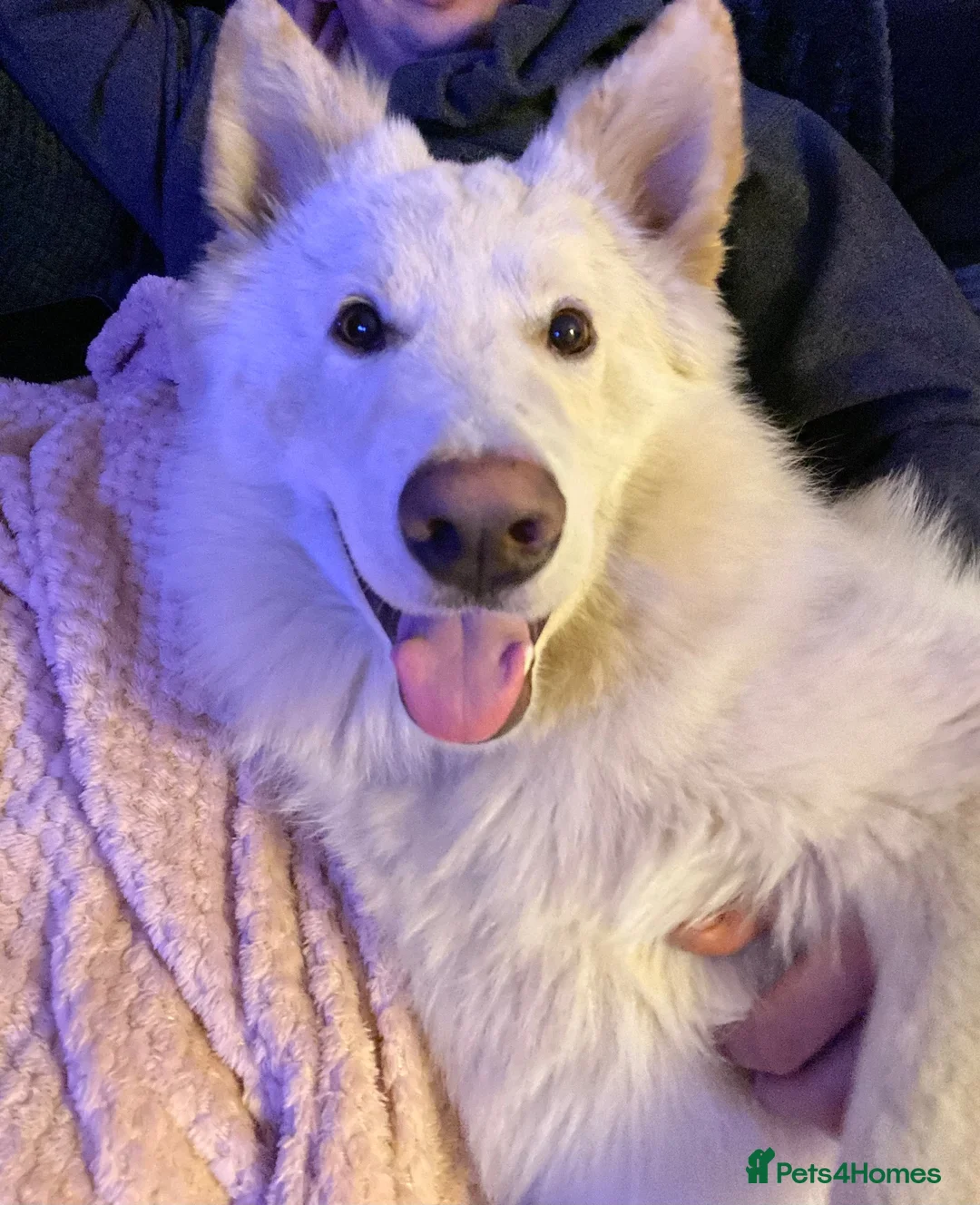 German Shepherd dogs for sale: White German Shepherd ready for rehoming in Selby - Advert 2