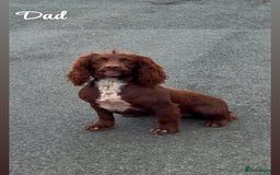 Cocker Spaniel dogs for sale: Cocker spaniel pups - Image 8