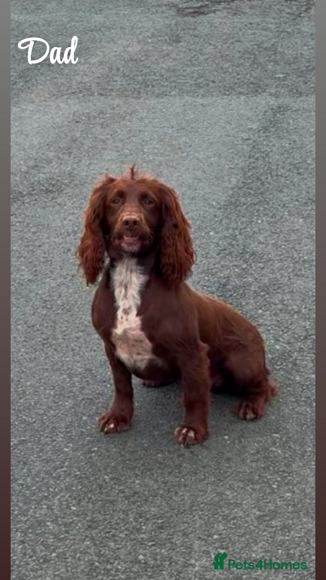 Cocker Spaniel dogs for sale: Cocker spaniel pups - Image 8