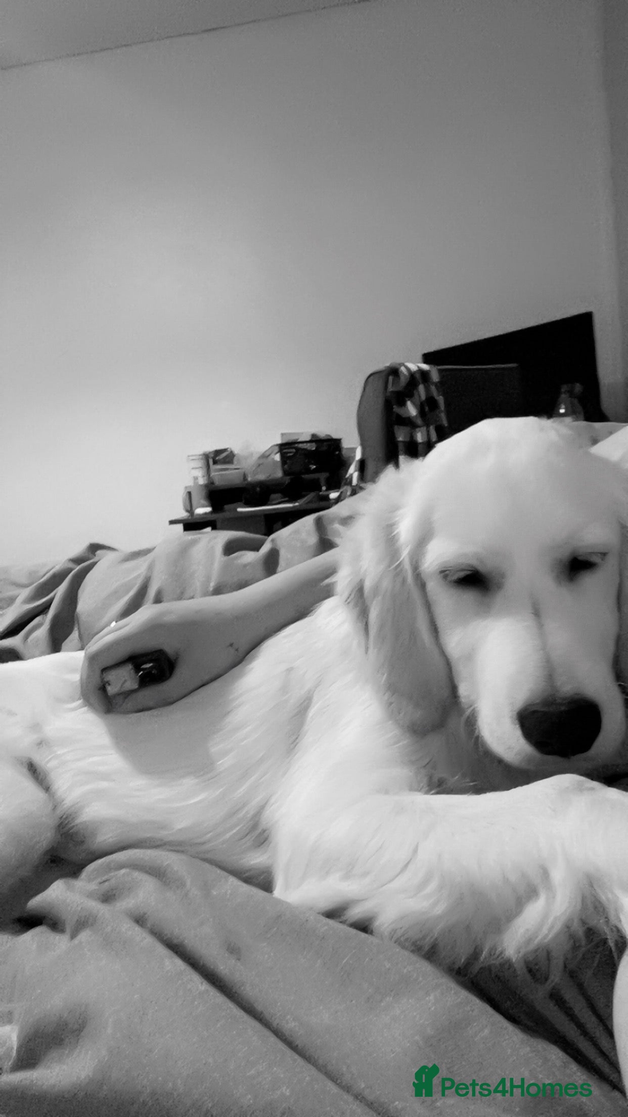 Golden Retriever dogs Jasper (7 months old) - Advert 15