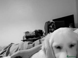 Golden Retriever dogs Jasper (7 months old) - Advert 1