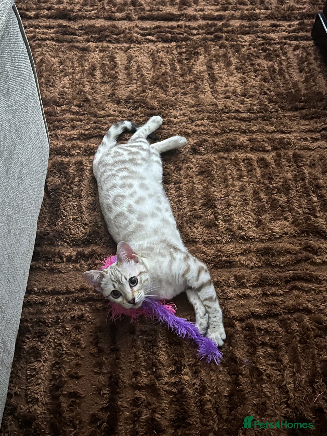 Bengal cats for sale: Snow bengal female kitten - Advert 4