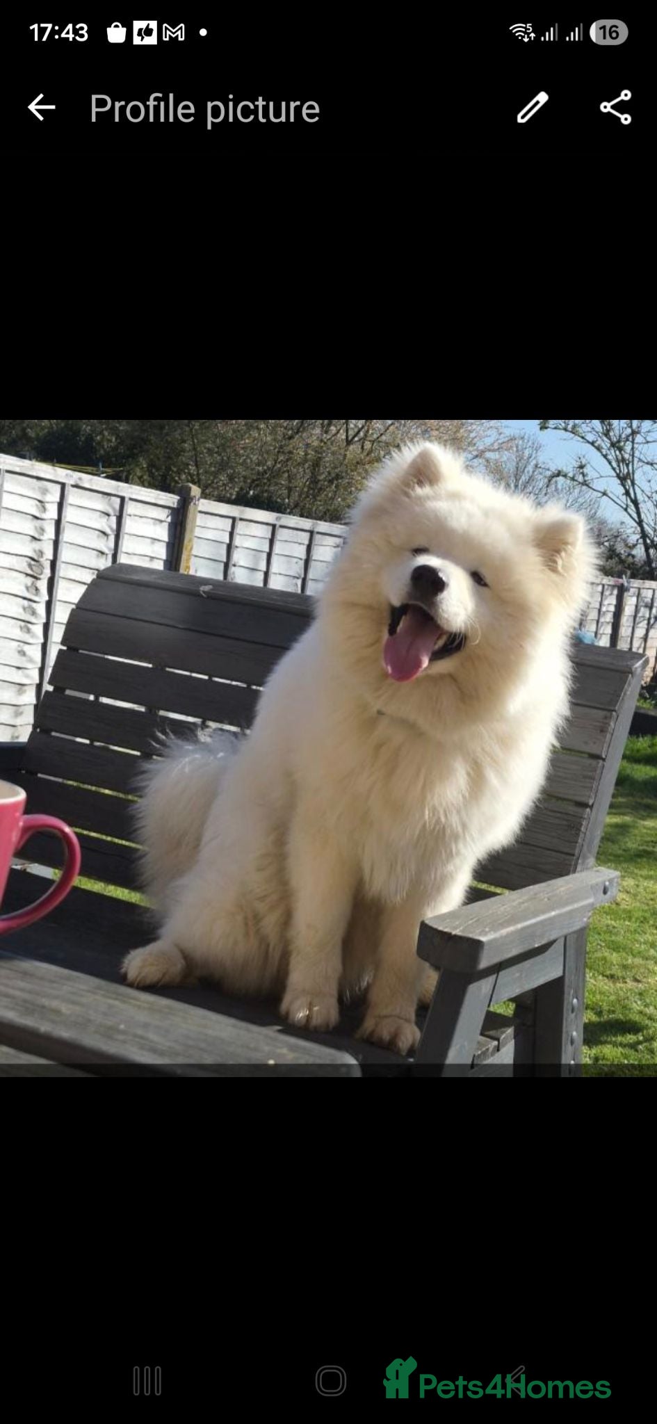 Samoyed dogs Samoyed  - Advert 2
