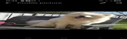 Samoyed dogs for sale: Samoyed  - Advert 1