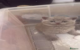 British Shorthair cats for sale: Price reduced Reg gccf Liliac BSH two female  - Image 8