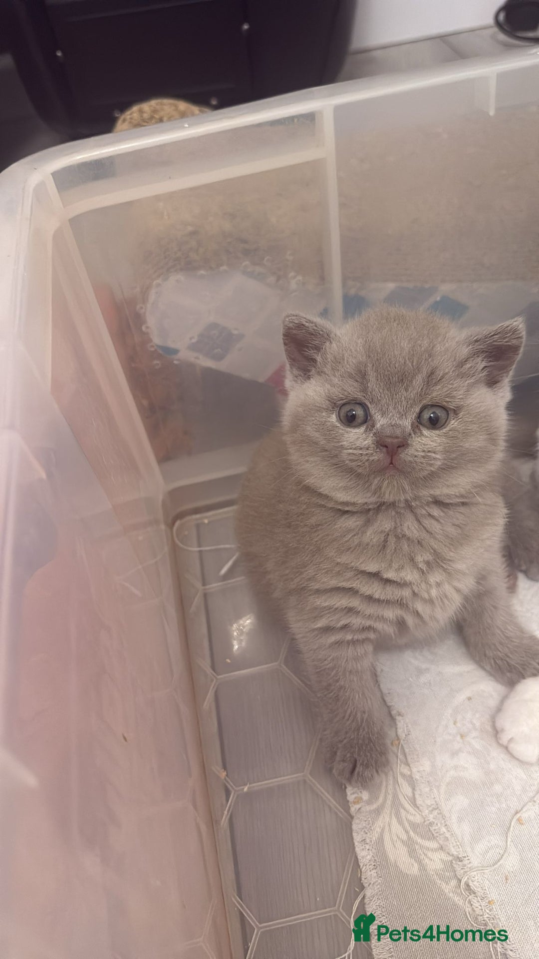 British Shorthair cats for sale: Price reduced Reg gccf Liliac BSH two female  - Image 8