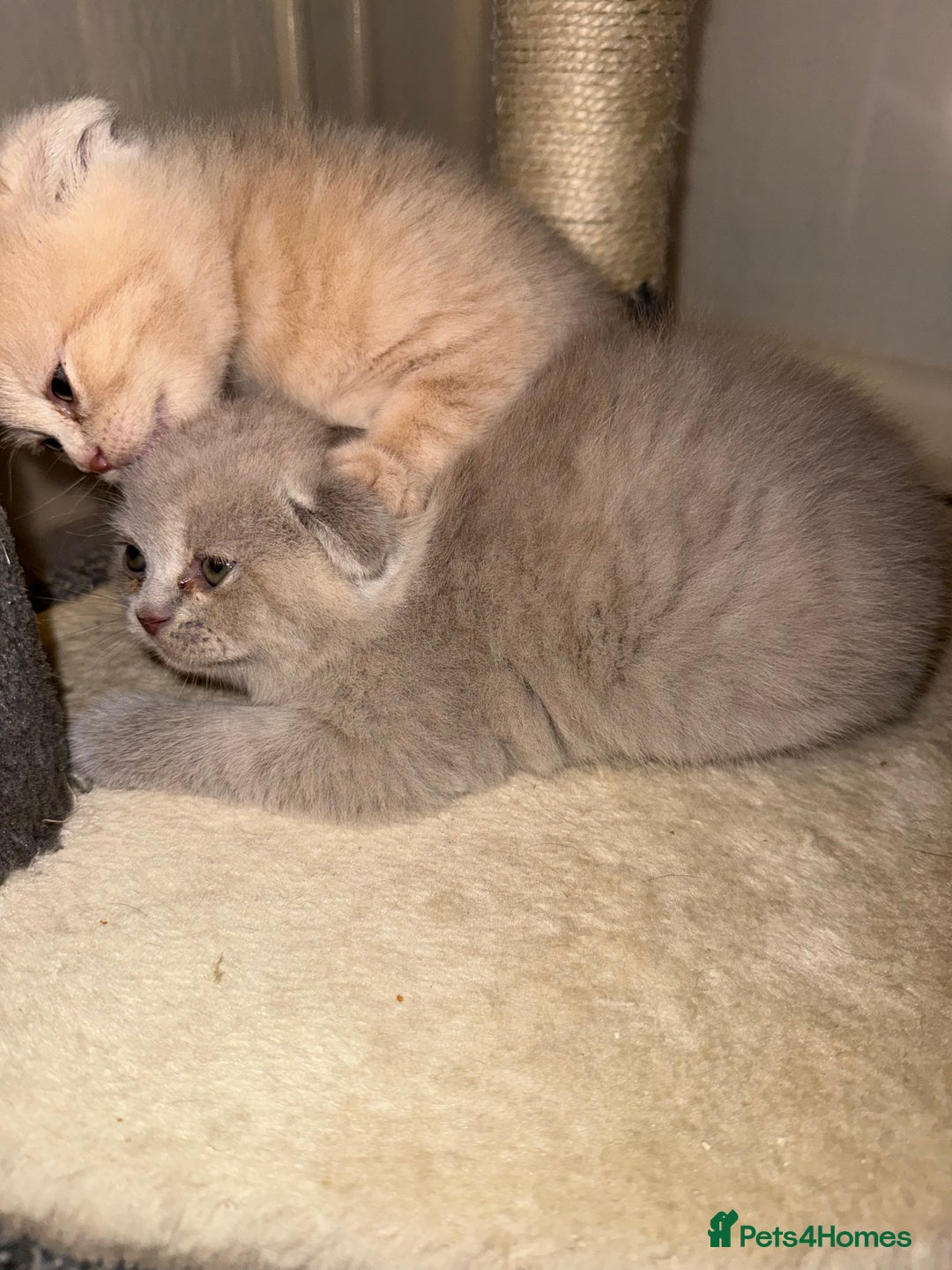 Scottish Fold cats for sale: 3 Adorable Scottish Fold Kittens🩷💙🩷 - Image 17