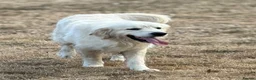 Golden Retriever dogs for sale: Adult golden retriever boy  - Advert 3
