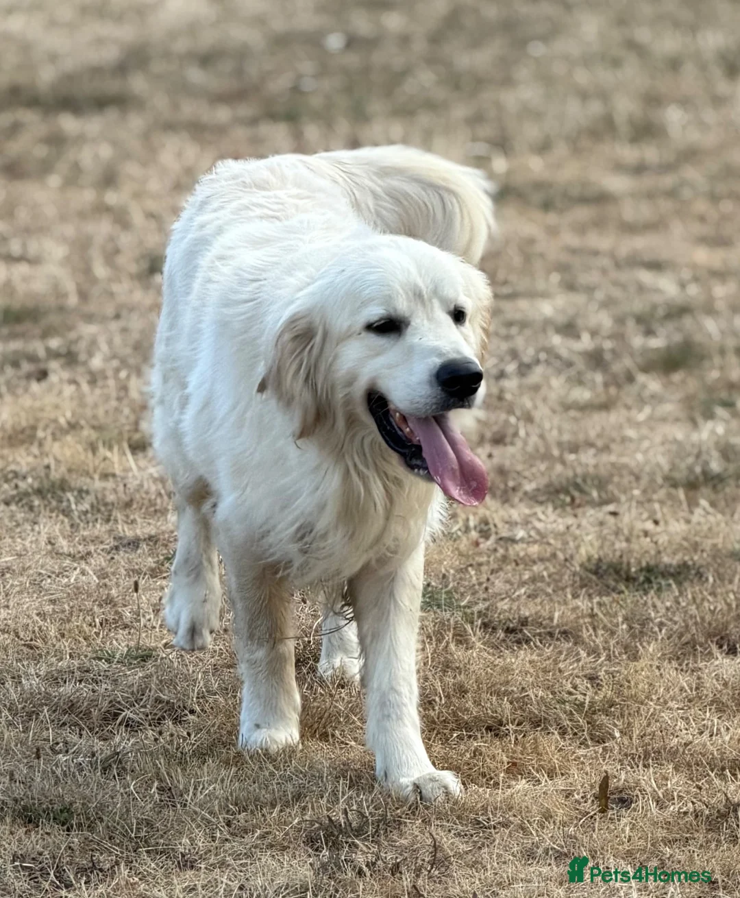 Golden Retriever dogs for sale: Adult golden retriever boy  - Advert 3