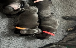 Mixed Breed dogs for sale: Black Lab x GSP puppies for sale - Image 13