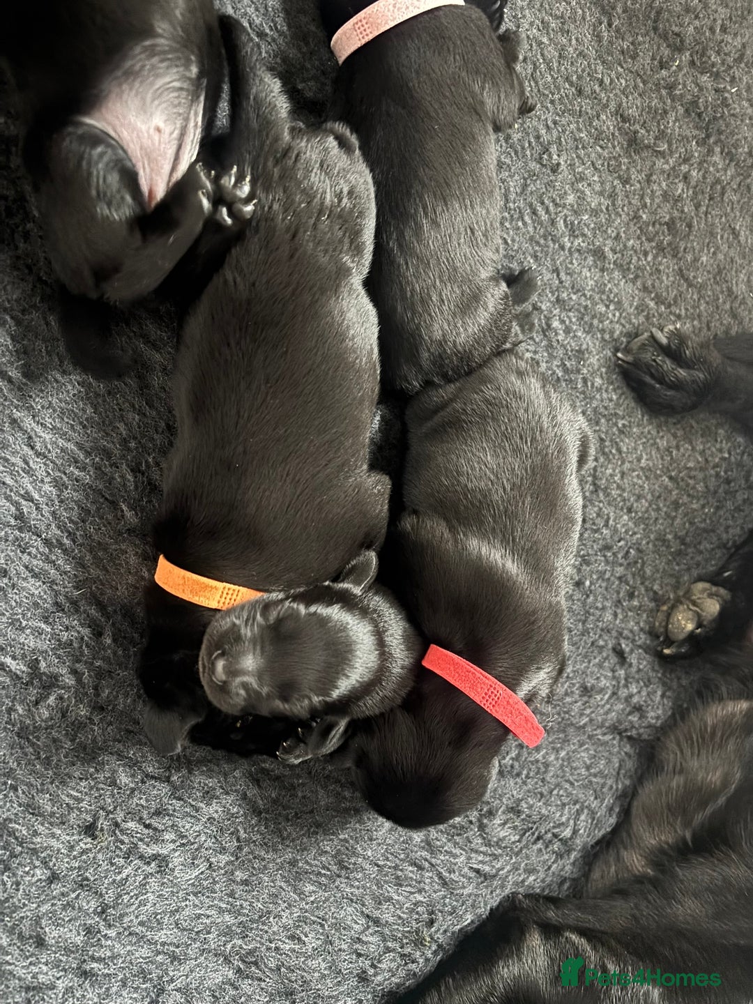 Mixed Breed dogs for sale: Black Lab x GSP puppies for sale - Image 13