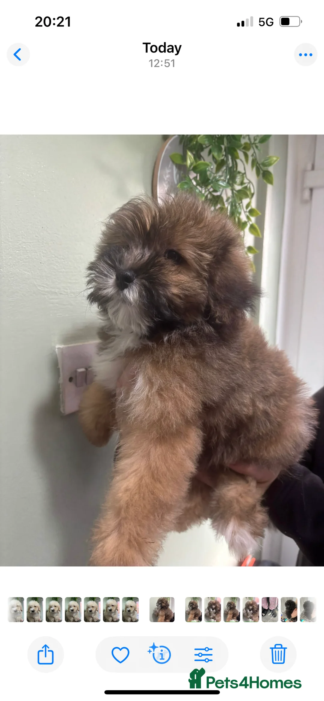 Cavapoo dogs for sale: BEAUTIFUL TOY CAVAPOOS - Advert 16