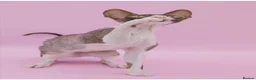 Cornish Rex cats for sale: Champion Cornish Rex girls in Stamford - Advert 3