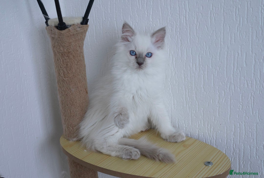 Ragdoll cats for sale: RAGDOLL KITTENS registered in Manchester - Image 5