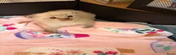 Ragdoll cats for sale: Female kitten ragdoll - Advert 6